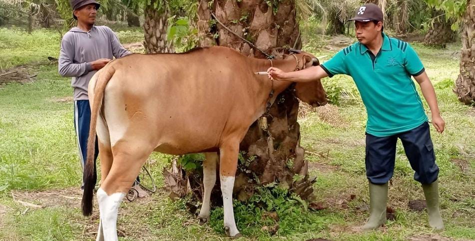 Dispangtan Kota Bengkulu Dapat Alokasi 500 Dosis Vaksin Antisipasi Virus Jembrana