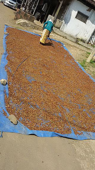 Kopi Ternyata Terbukti Ampuh Menghilangkan Jerawat Dan Obat Awet Muda