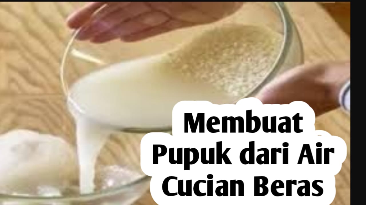 Membuat Pupuk Organik dari Air Cucian Beras, Ini Manfaatnya