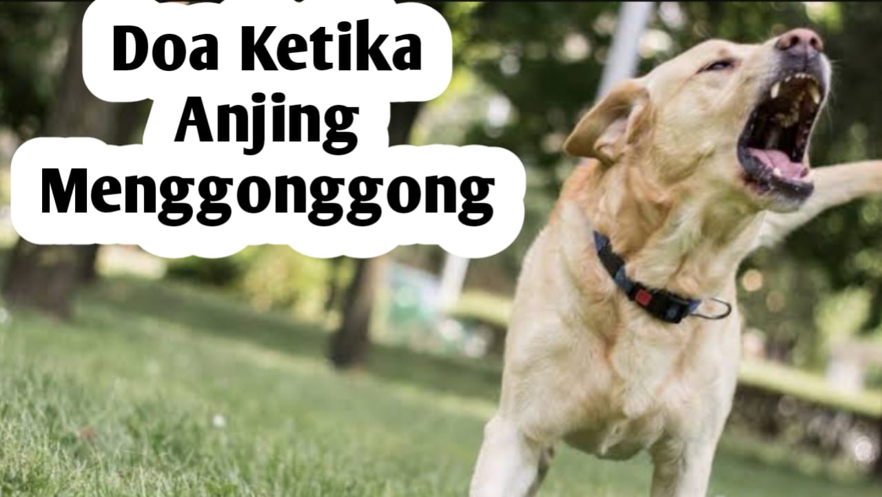 Ketika Mendengar Gonggongan Anjing, Amalkan Doa Berikut Ini