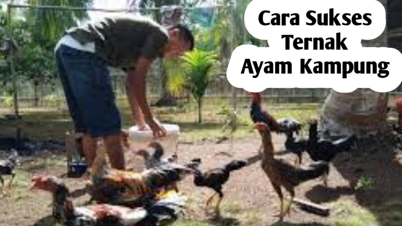 Ingin Sukses Beternak Ayam Kampung? Ikuti Cara Ini