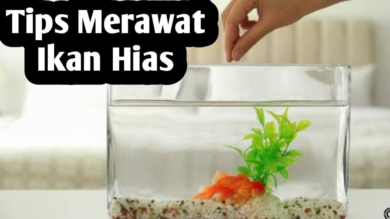 Tips Merawat Ikan Hias Agar Panjang Umur