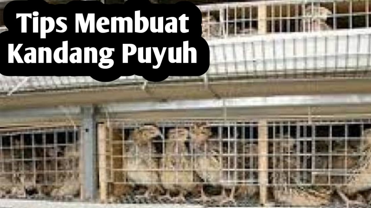 Tips Membuat Kandang untuk Ternak Burung Puyung yang Ideal