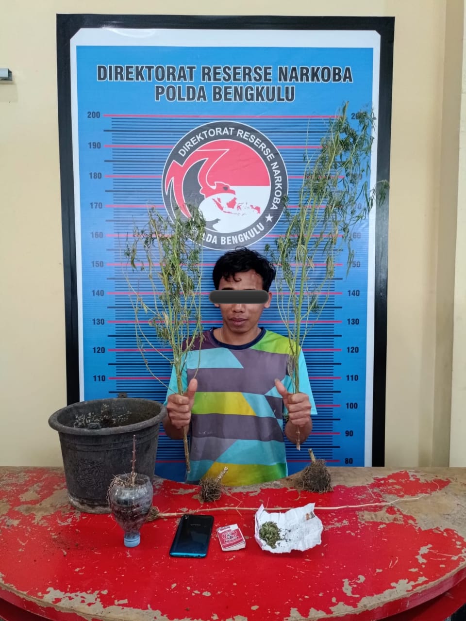 Nekat Tanam Ganja dalam Ember, Pemuda Ini Ditangkap Polisi 