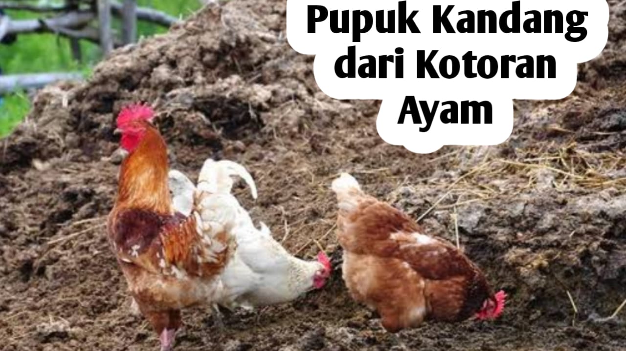 Cara Membuat Pupuk Kandang dari Kotoran Ayam