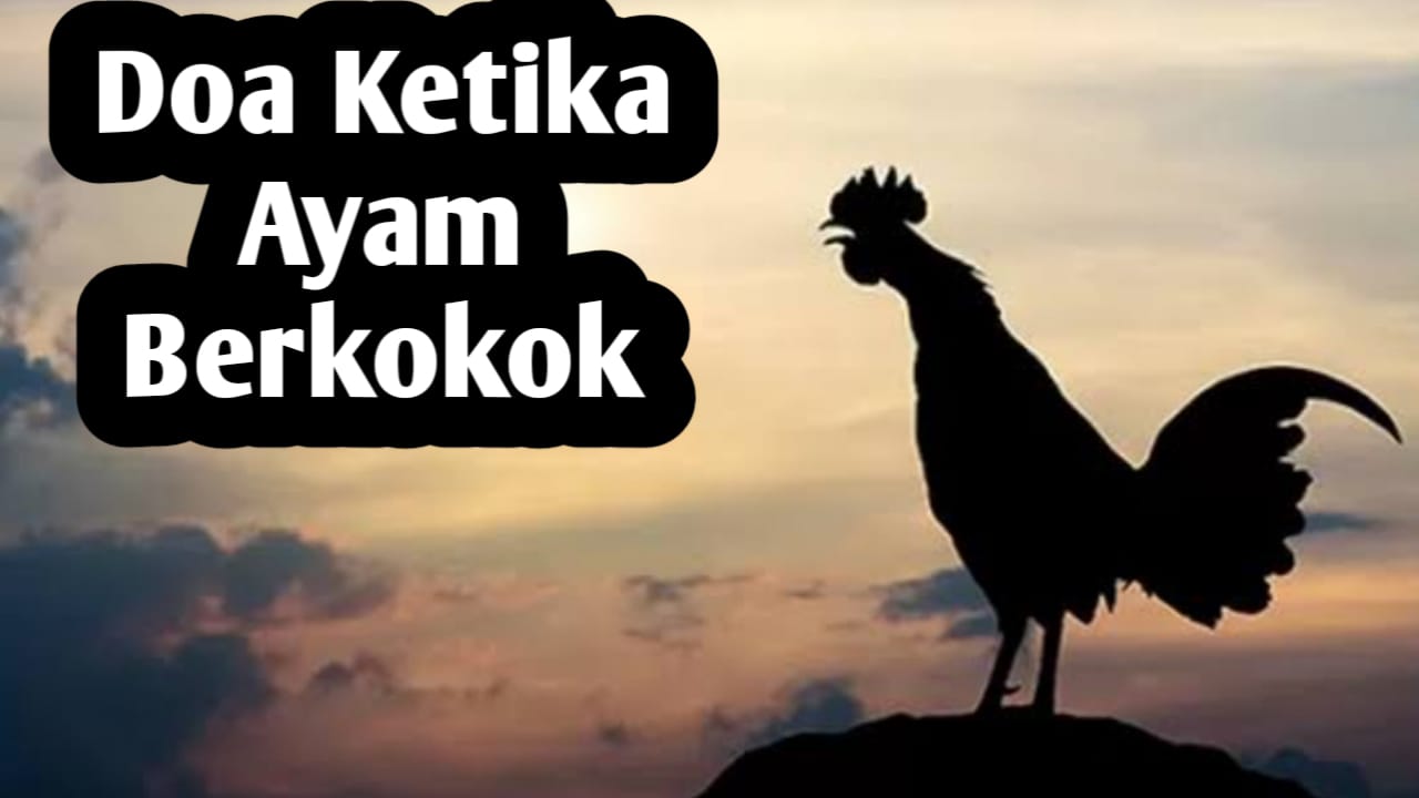 Saat Mendengar Ayam Berkokok, Umat Muslim Dianjurkan Membaca Doa Berikut