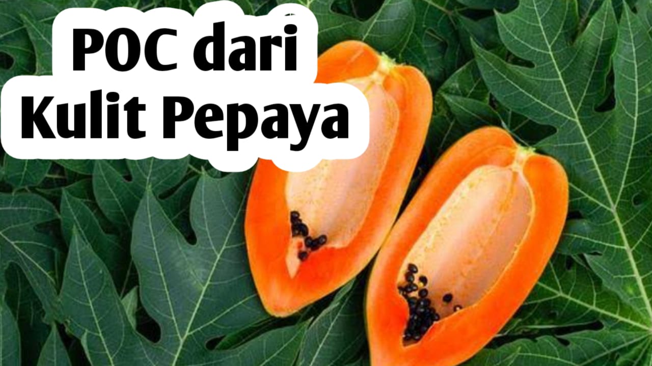 Membuat Pupuk Cair dari Kulit Pepaya, Simak Langkah Berikut Ini