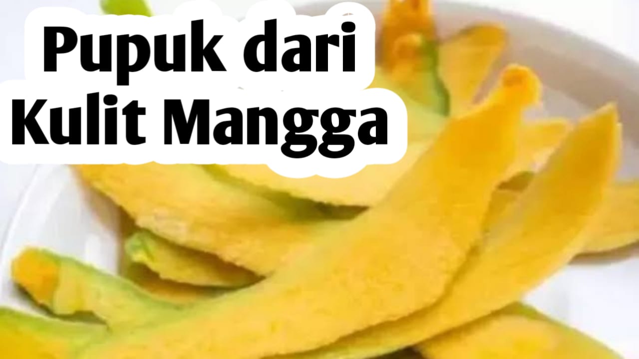 Cara Membuat Pupuk dari Kulit Mangga, Ini Manfaatnya