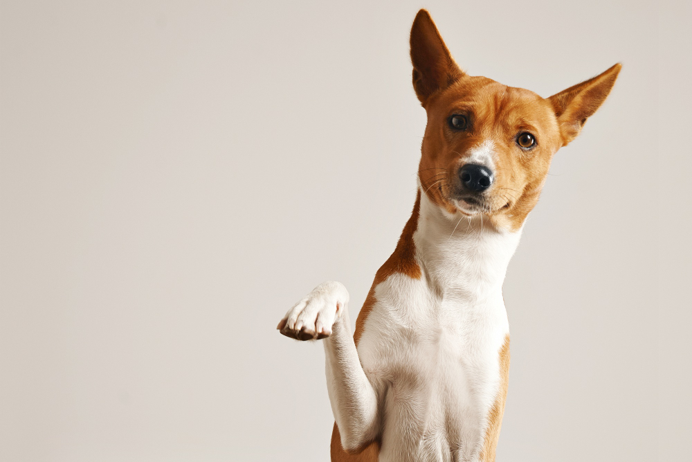 8 Cara Menghilangkan Kutu Anjing yang Paling Ampuh