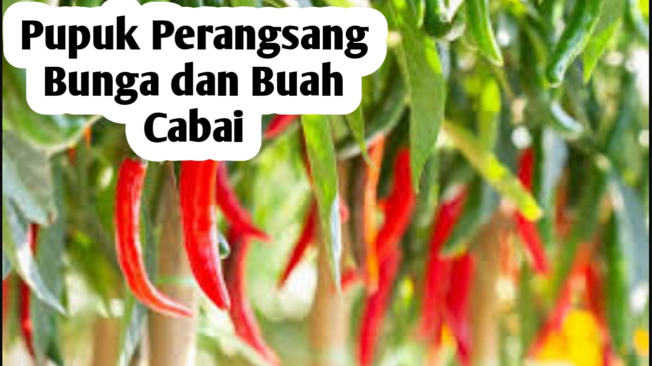 Pupuk untuk Merangsang Bunga dan Buah pada Tanaman Cabai