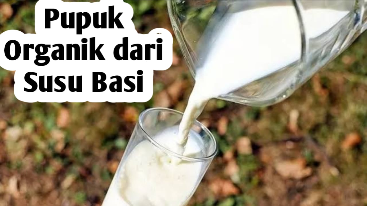 Cara Menggunakan Susu Basi Sebagai Pupuk Organik, Ini Manfaatnya