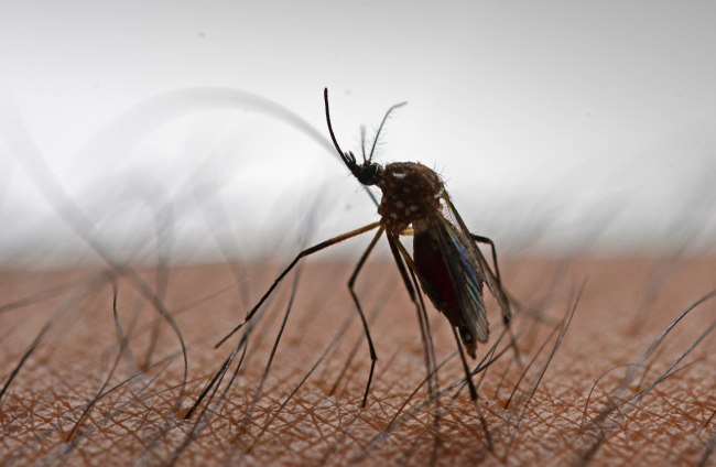 Mengenal Nyamuk Wolbachia! Teknologi Pengendalian Demam Berdarah