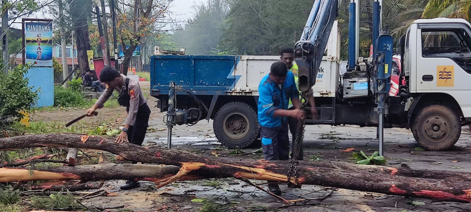 Waspada Pohon Tumbang, Masyarakat Diminta Hindari Daerah Ini