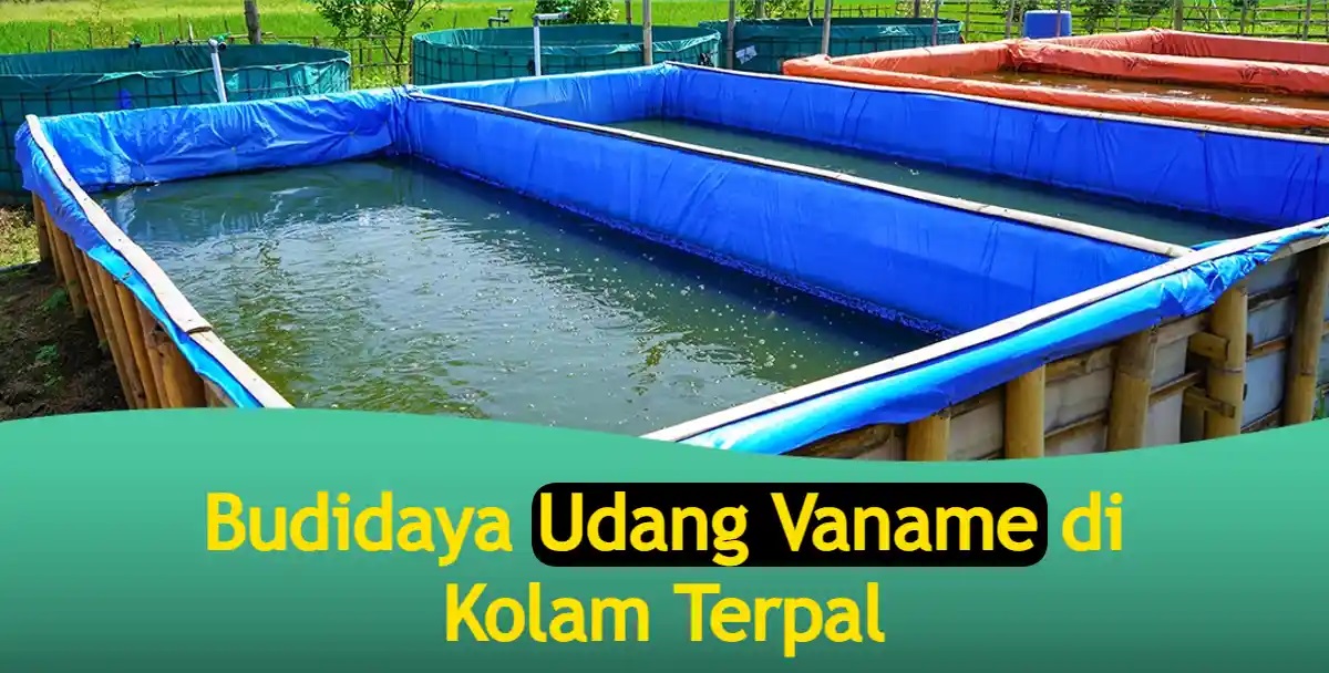 Begini Cara Budidaya Udang Vaname di Kolam Terpal Kecil