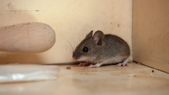 Dapat Menyebabkan Risiko Kesehatan, Ini Penyebab Tikus Sering Muncul di Dalam Rumah 