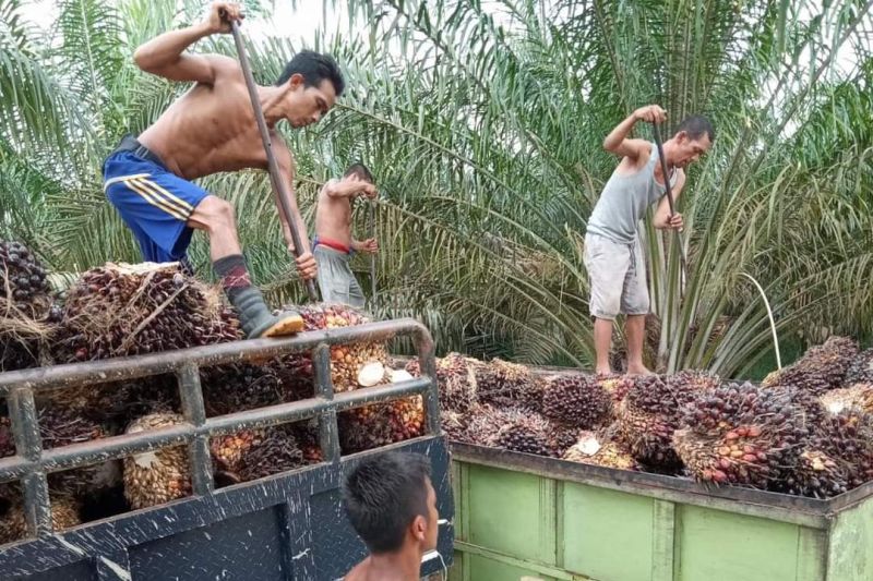 Harga CPO di Jambi Turun Rp1.215 per Kilogram, Ini Daftar Harga TBS Sawit