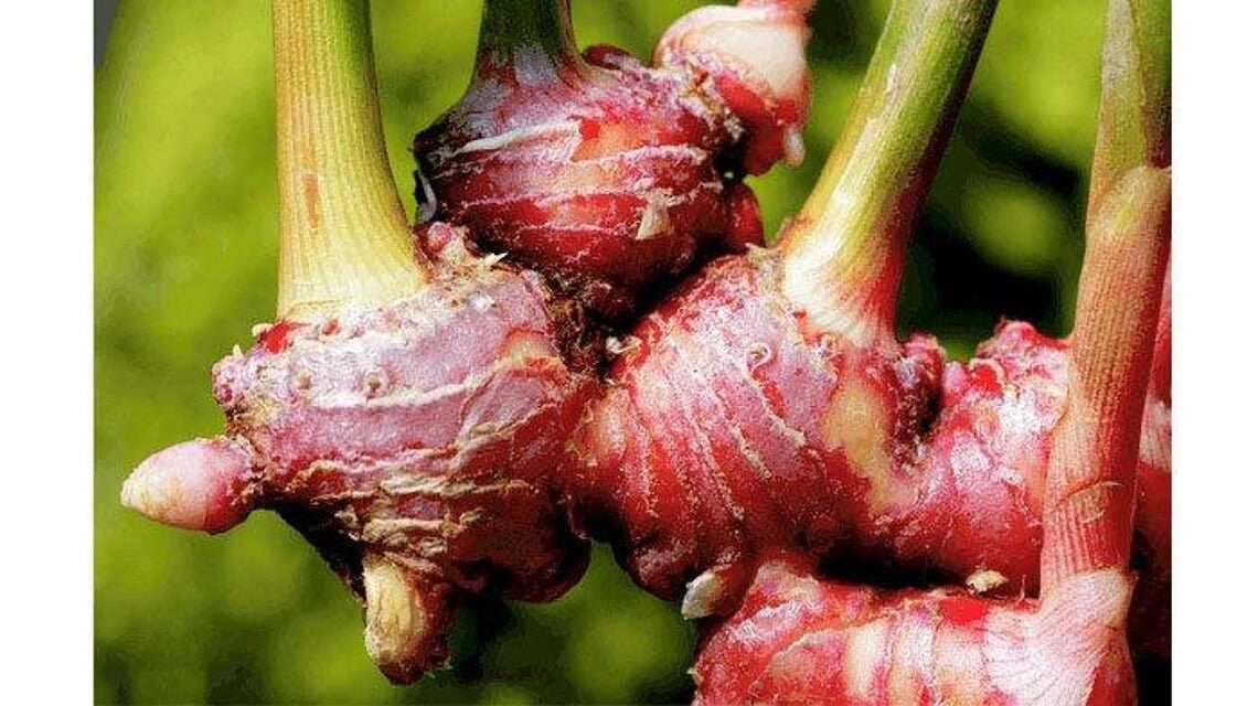 Ketahui 8 Manfaat Jahe Merah untuk Kesehatan Tubuh