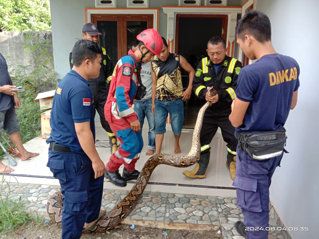 Bikin Panik, Ular Piton Sepanjang 6 Meter Masuk Kamar Mandi Warga 