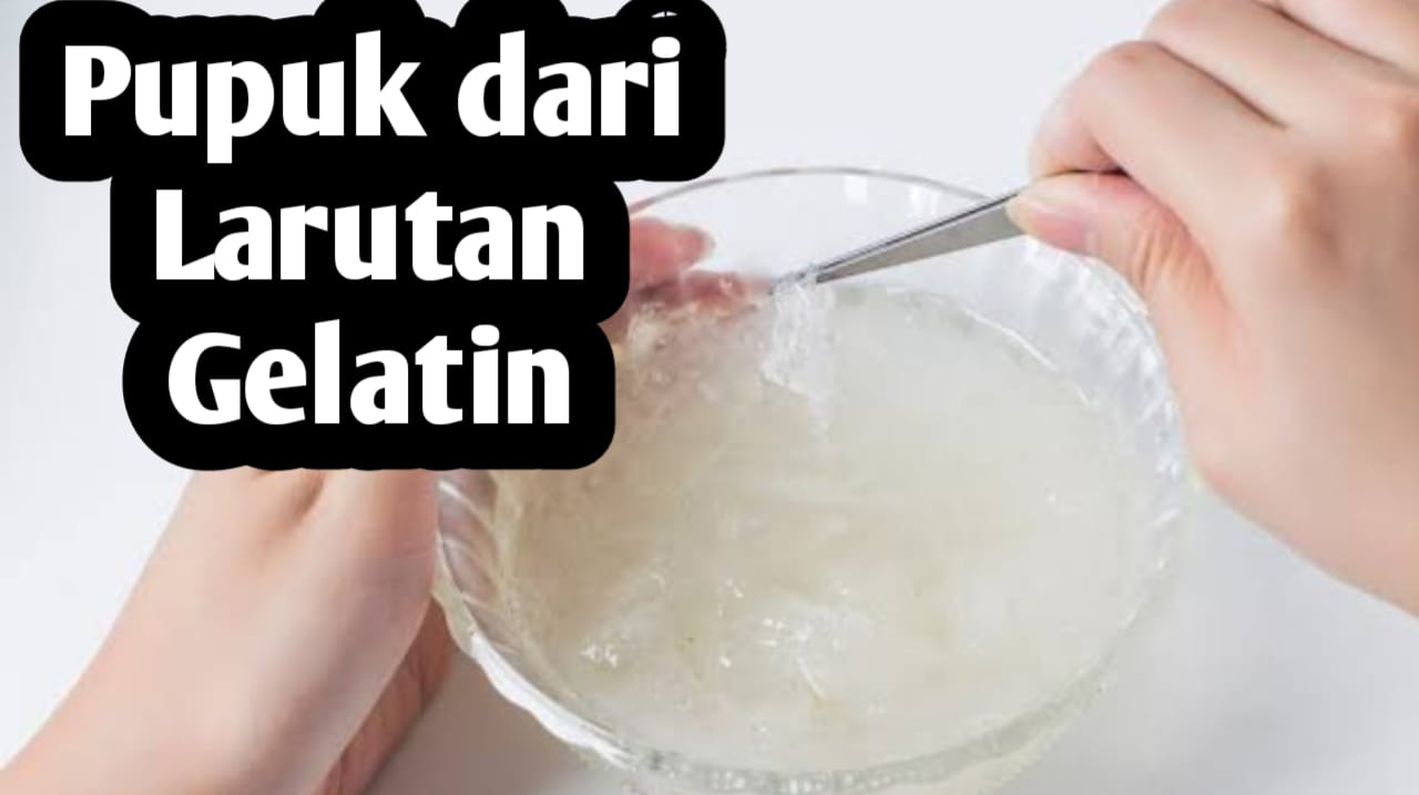 Manfaatkan Larutan Gelatin Sebagai Pupuk Tanaman, Ini Cara Pemanfaatnya