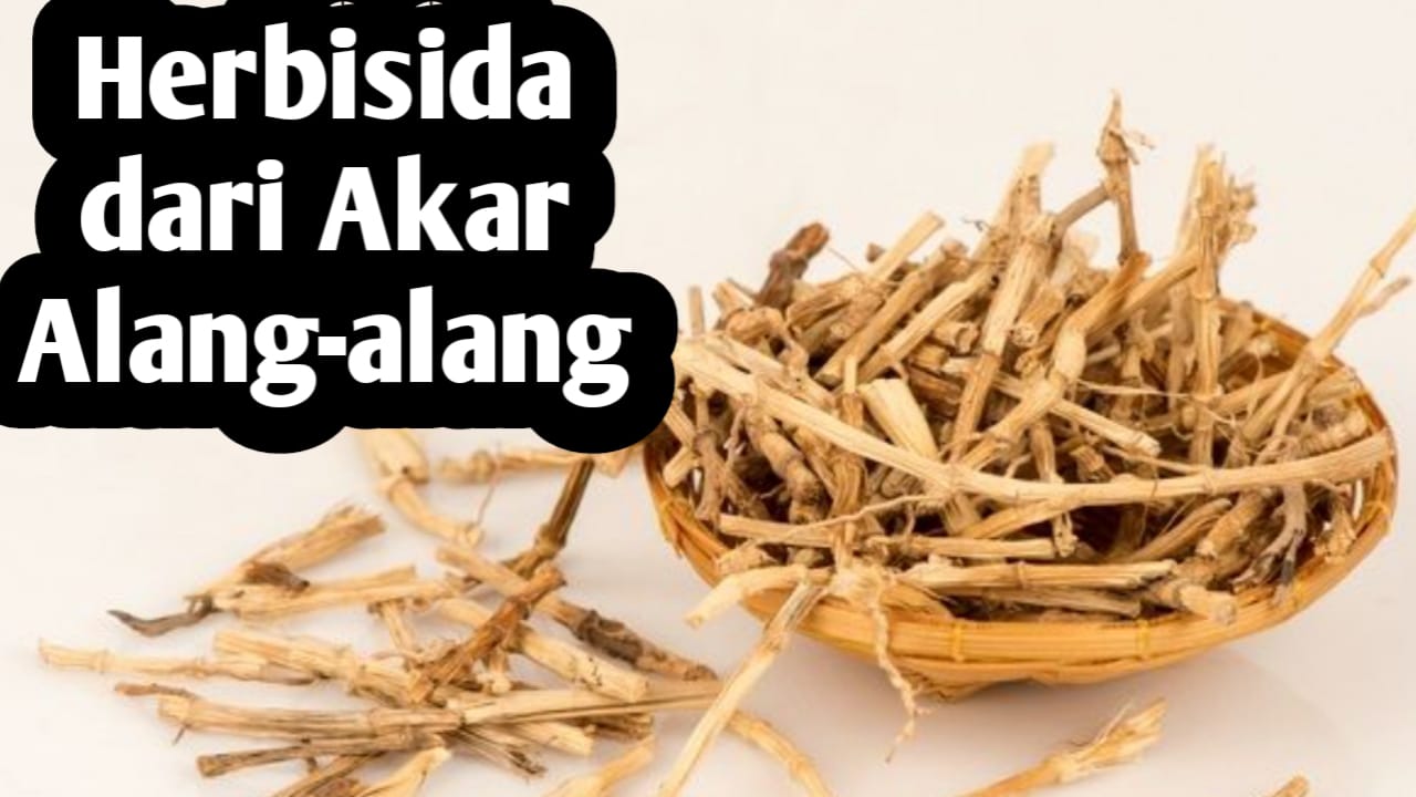 Ramah Lingkungan, Ini Cara Membuat Herbisida dari Akar Alang-alang