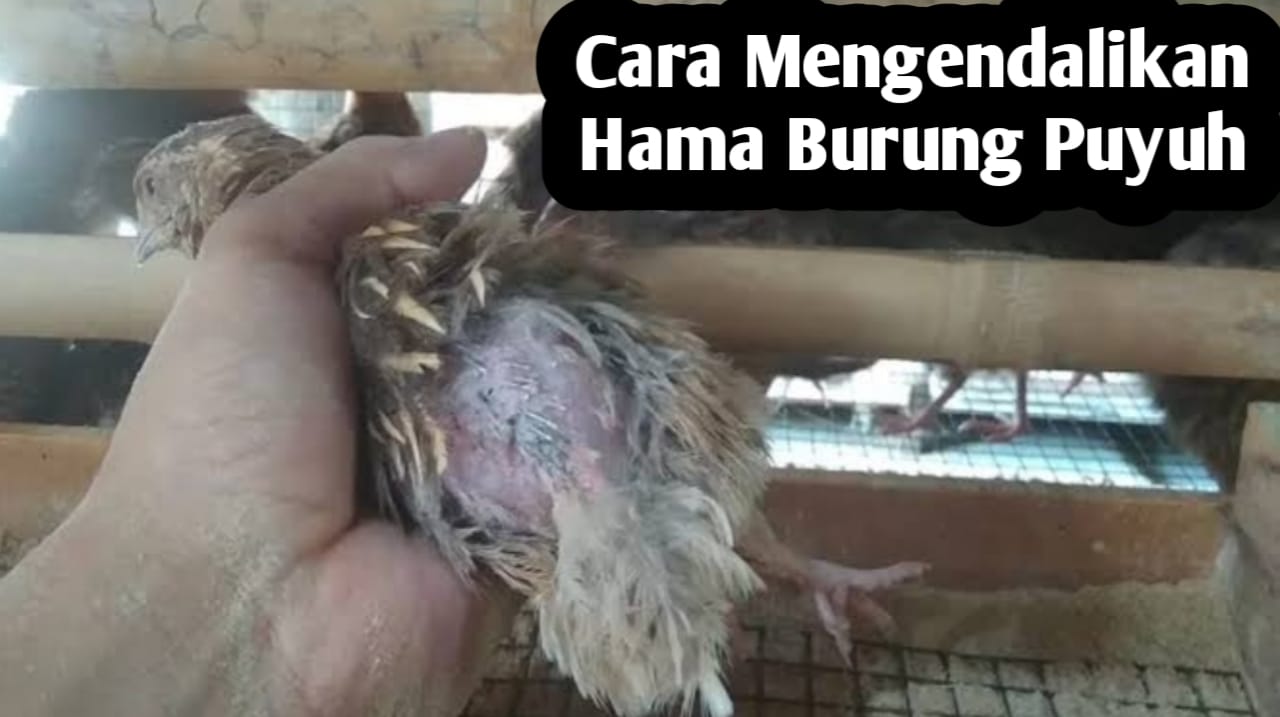 Tips Mengendalikan Hama pada Ternak Burung Puyuh