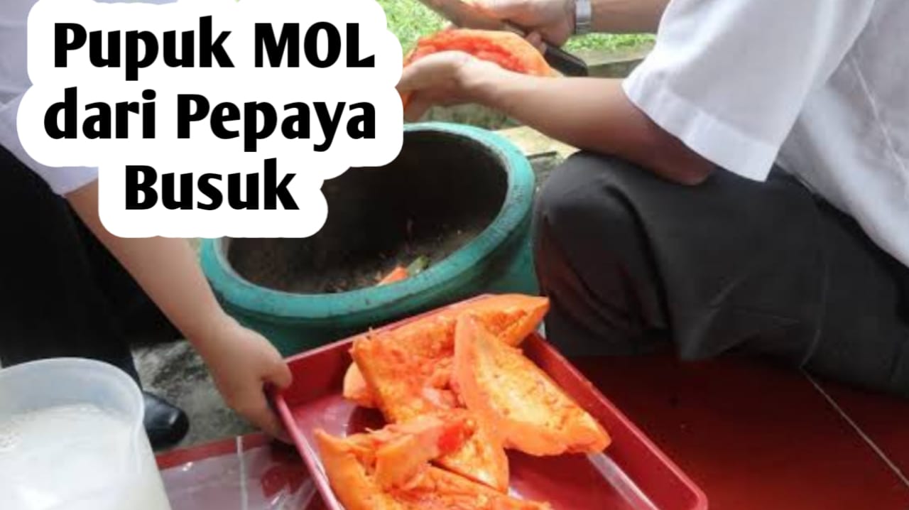 Cara Membuat Pupuk Organik MOL dari Pepaya Busuk