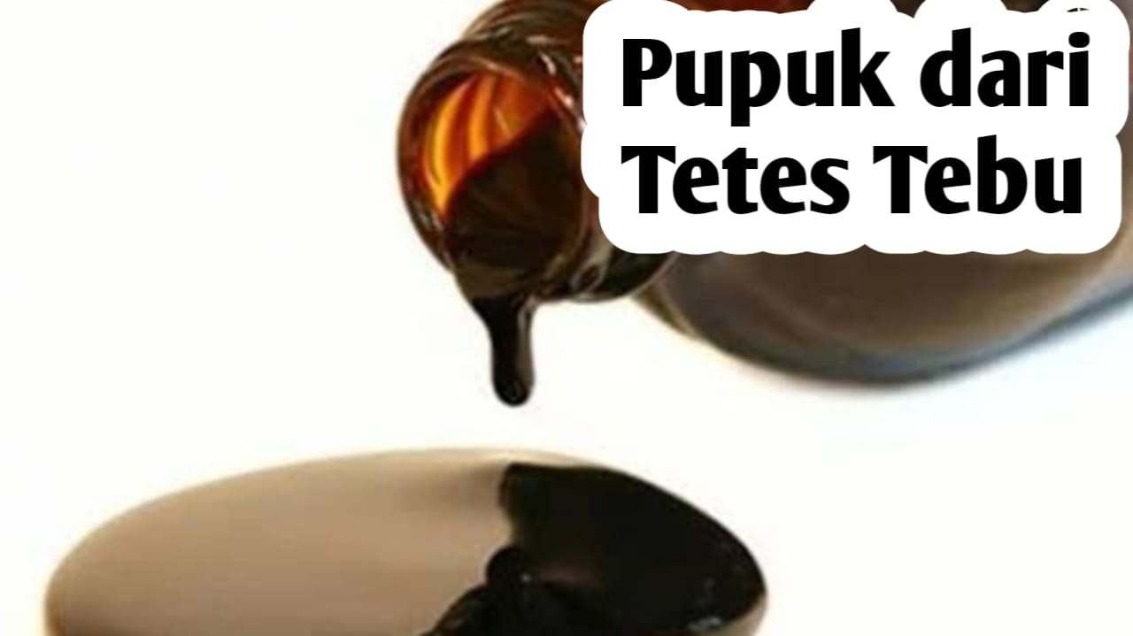 Pupuk Cair dari Tetes Tebu Mampu Meningkatkan Produktivitas Tanaman