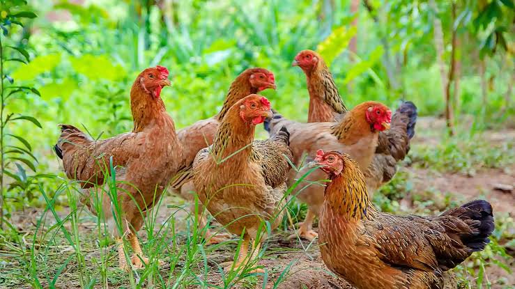 Pakai Pakan Alternatif Ini Agar Ayam Kampung Cepat Besar, Hemat Biaya Ketimbang Pakan Pabrikan