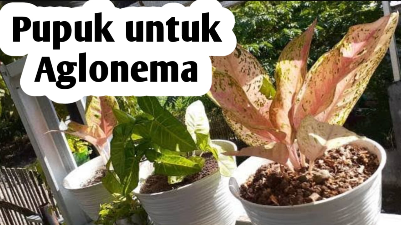 Bagus Dijadikan Pupuk Aglonema, Manfaatkan 3 Limbah Dapur Ini