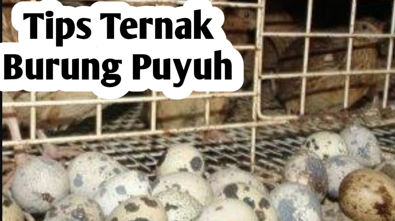 Tips Memulai Ternak Burung Puyuh Agar Telur Melimpah