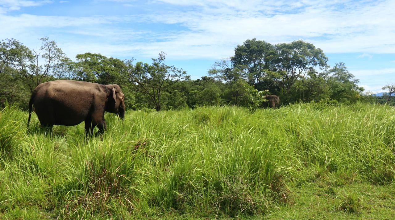 Ribuan Hektare Lahan Hilang, Gajah Sumatera di Bengkulu Hampir Punah 