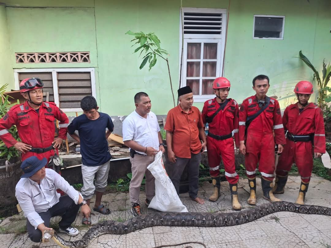 Ular Python 5 Meter Bersarang di Pondasi Hotel Berhasil Dievakuasi Damkar