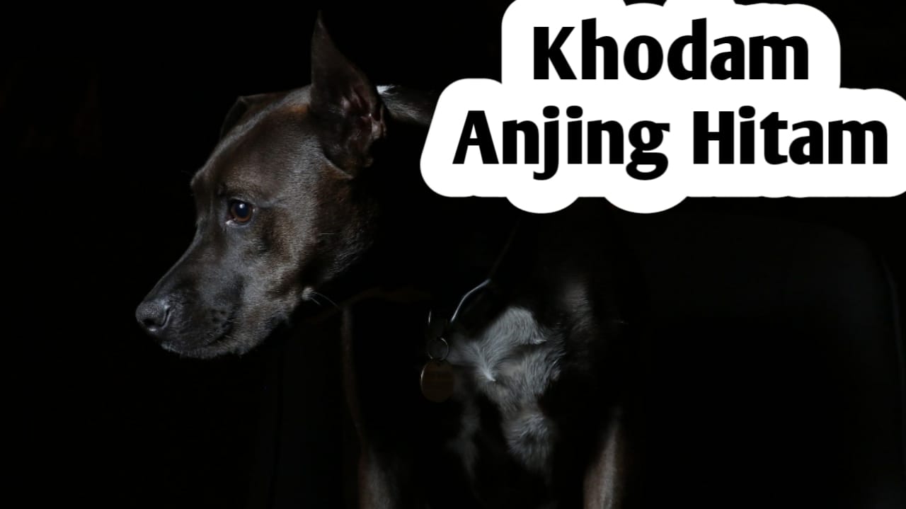 Kekuatan Khodam Anjing Hitam