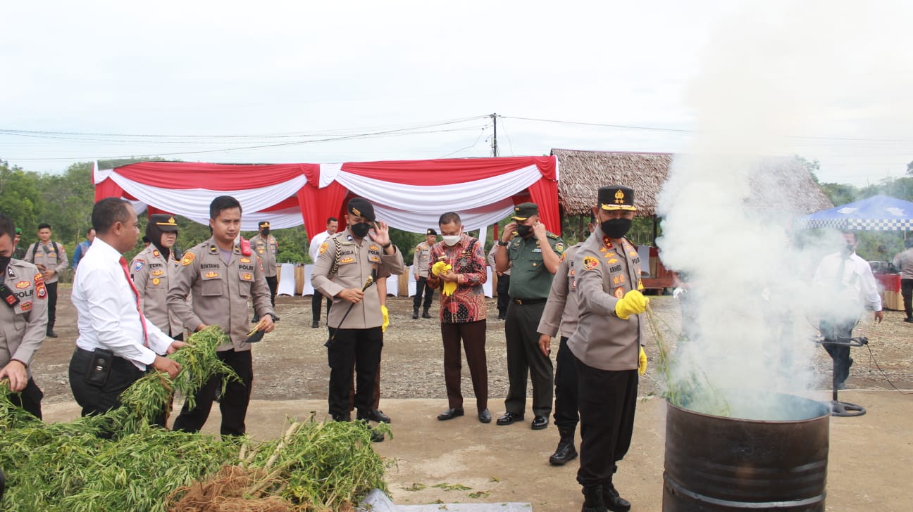 Kunker ke Polres Benteng, Kapolda Musnahkan 32 Batang Ganja