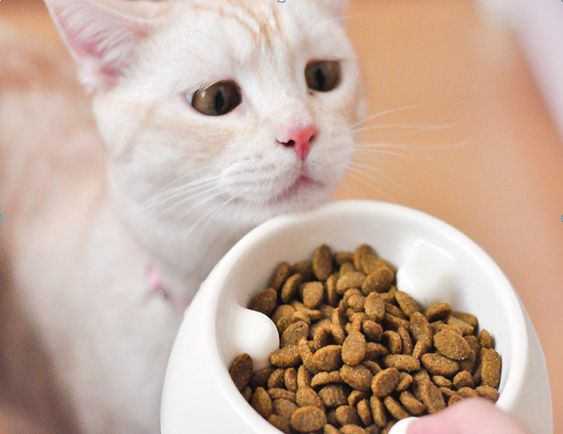 Kenali 7 Penyebab Kucing Tidak Mau Makan dan Minum 