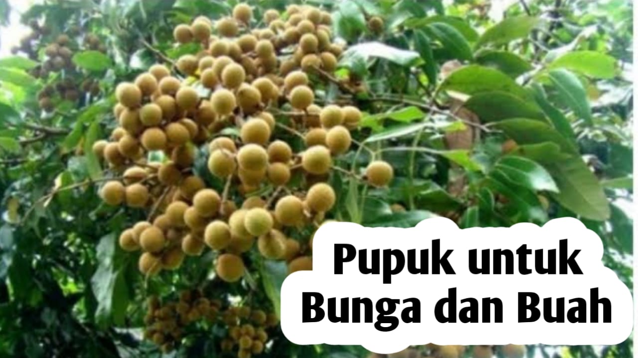 Rekomendasi Pupuk Terbaik untuk Merangsang Pembungaan dan Pembuahan Tanaman