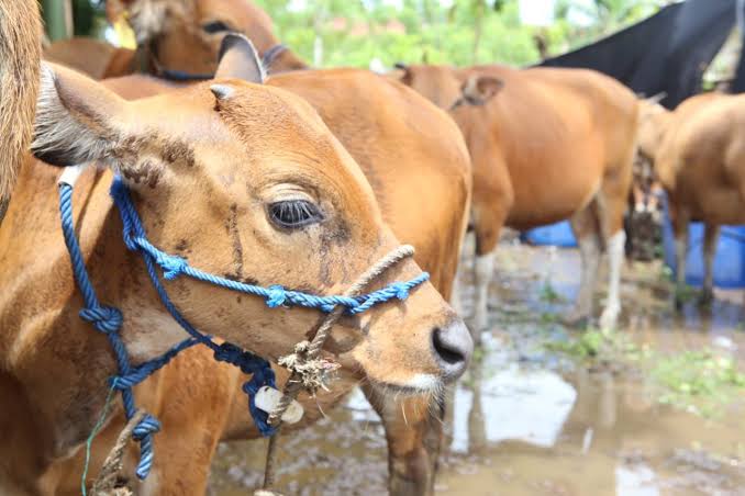 6 Ekor Sapi di Kota Bengkulu Terjangkit Penyakit Jembrana