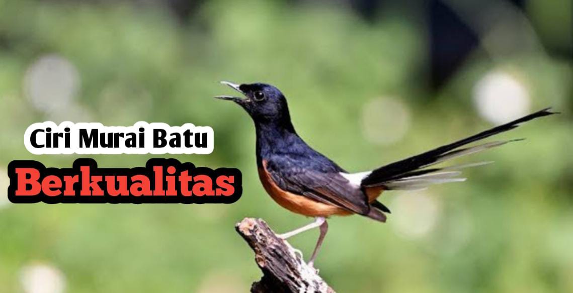 12 Ciri Muarai Batu Berkualitas