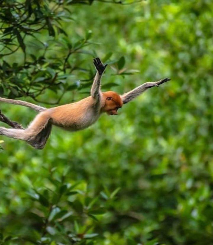 Menyusuri Kerajaan Bekantan di Kawasan Konservasi  Mangrove dan Bekantan Tarakan