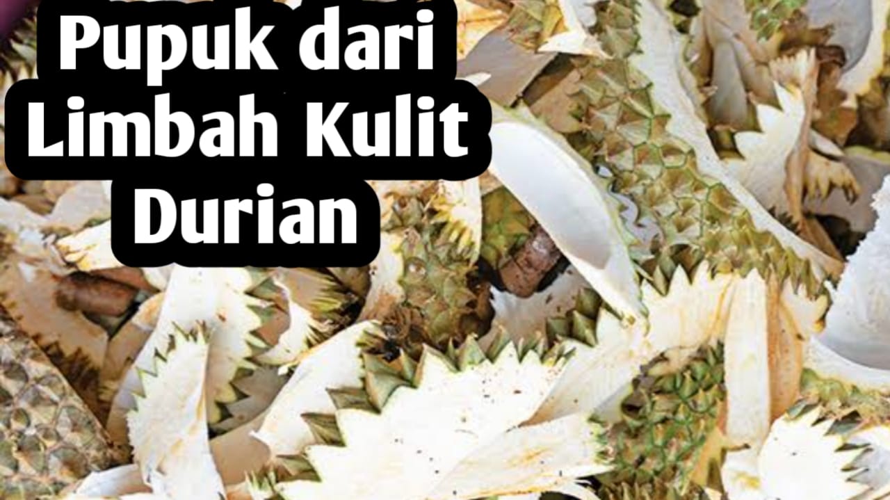 Jangan Dibuang, Manfaatkan Limbah Kulit Durian jadi Pupuk Organik