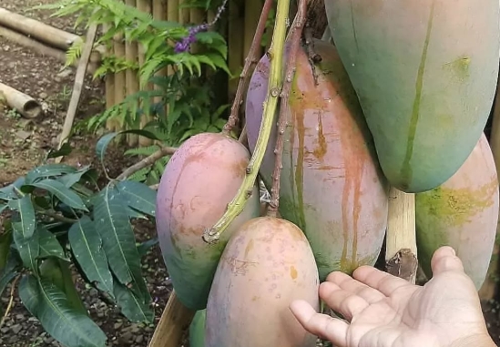 Terinspirasi dari 'Kota Buah' di China, Wali Kota Dedy Wahyudi Luncurkan Gerakan Tanam Buah di Bengkulu