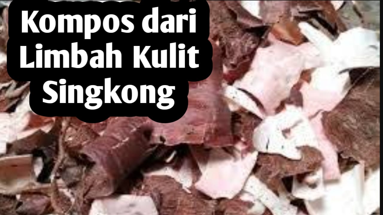 Membuat Pupuk Kompos dari Limbah Kulit Singkong, Simak Langkah-Langkah Berikut Ini