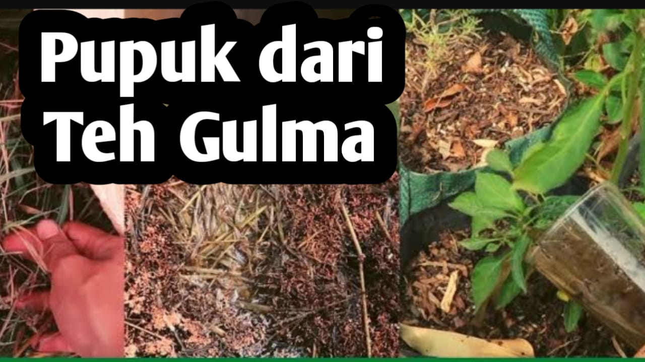 6 Manfaat Pupuk dari Teh Gulma bagi Tanaman