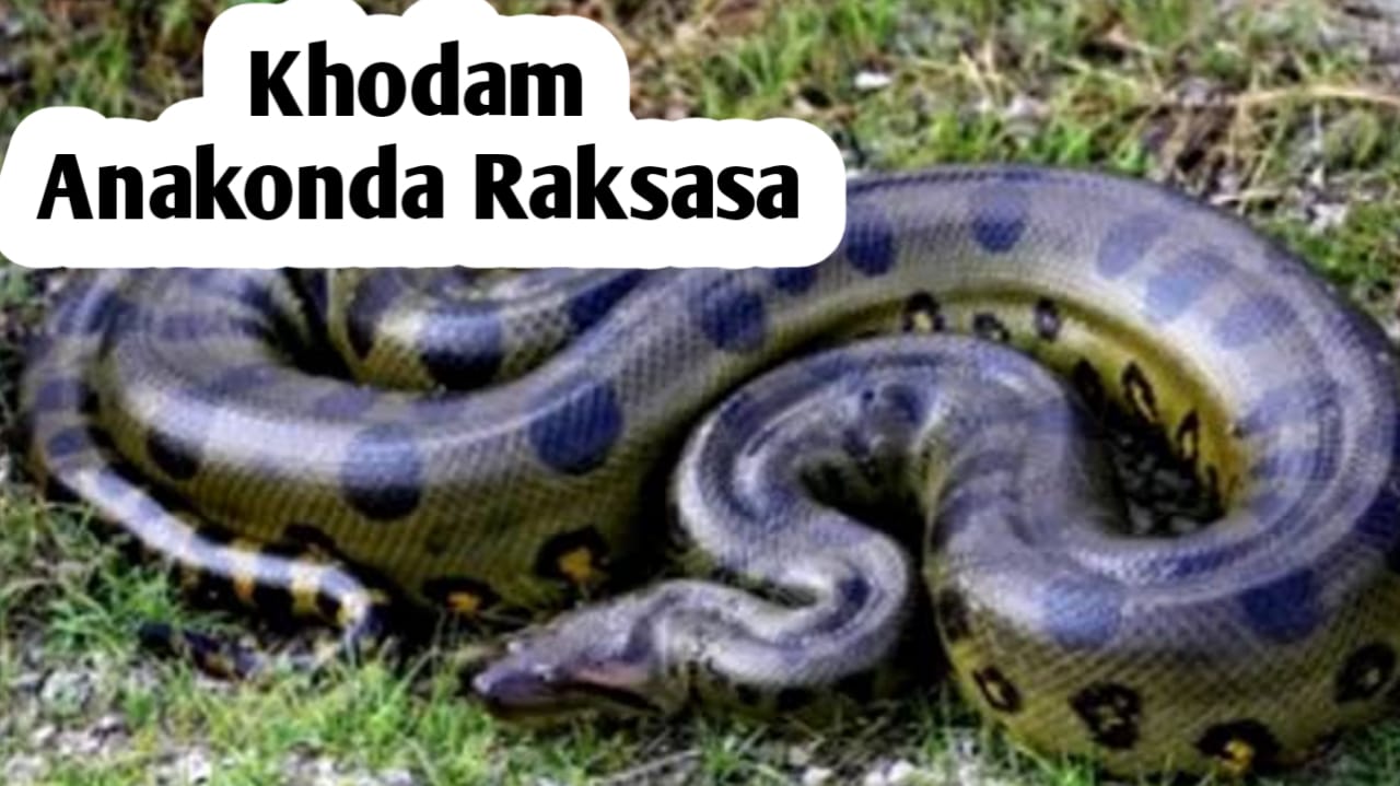 Kekuatan Khodam Anakonda Raksasa, Miliki Energi Alamnya Kuat