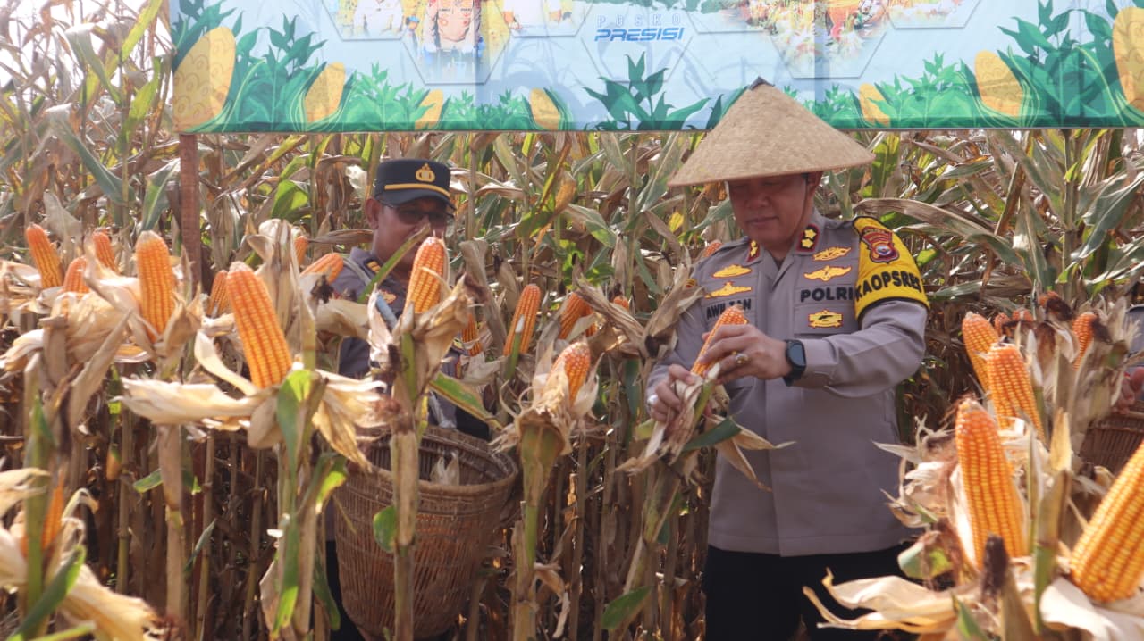  Polres Bengkulu Selatan Panen Raya Jagung, Dukung Swasembada Pangan 2026