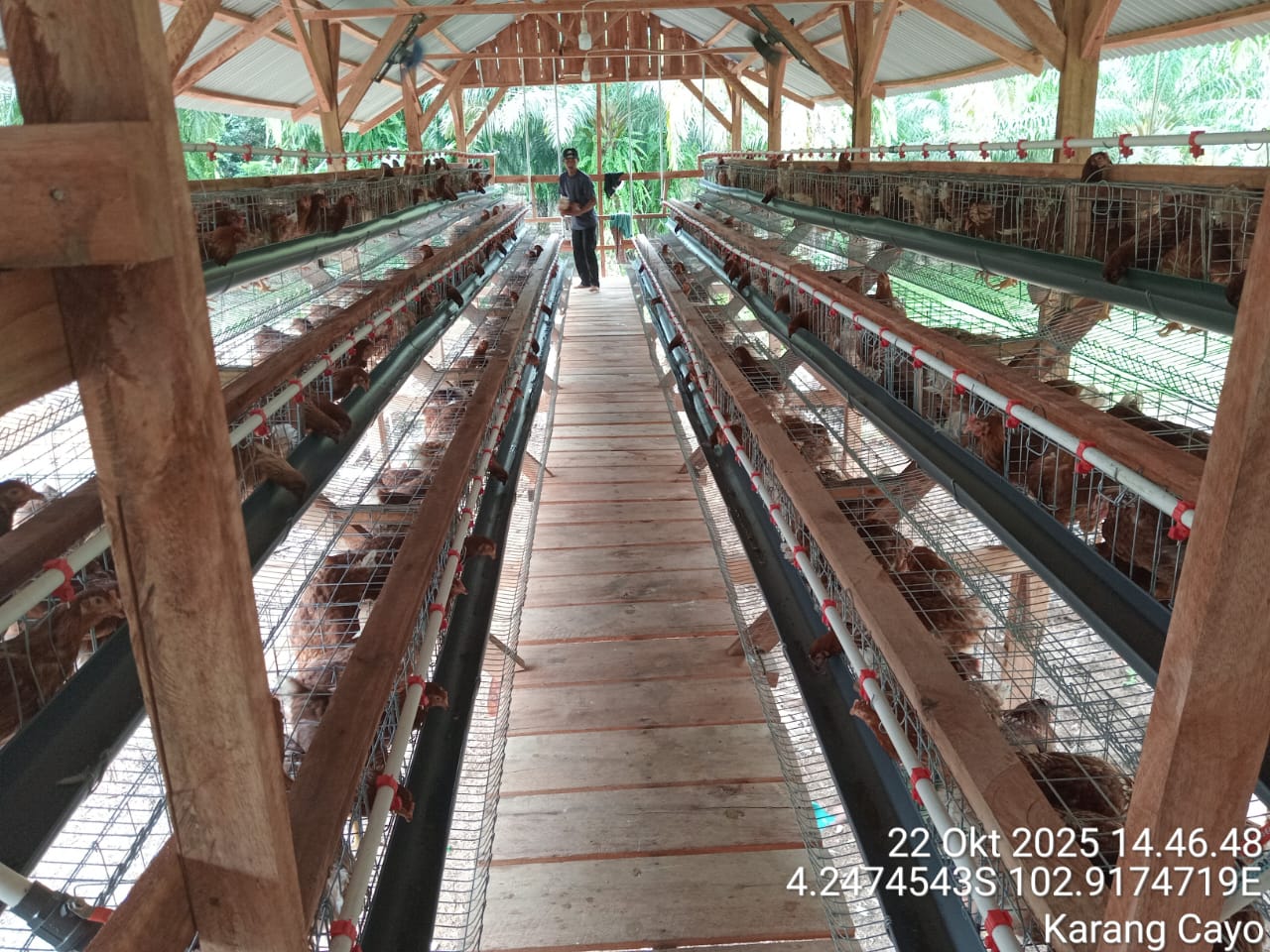 Sukses Panen Perdana, Bumdes Lubuk Tapi Sakti Genjot Ekonomi Desa Lewat Ayam Petelur