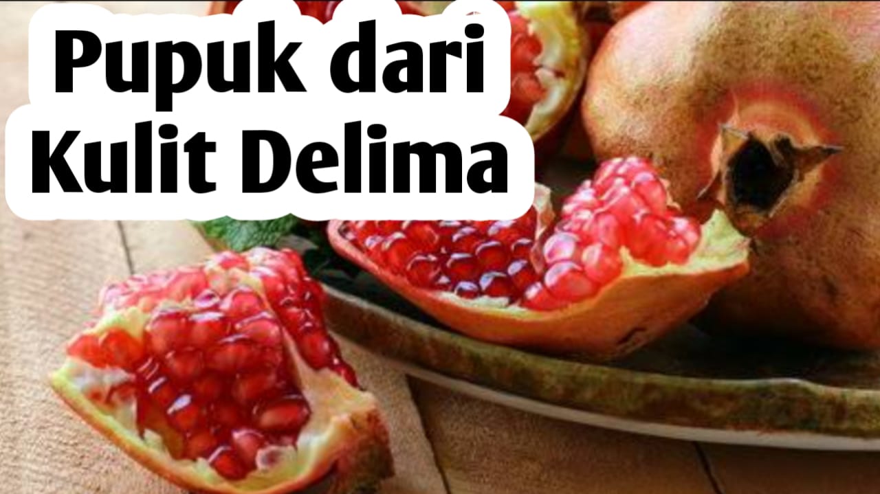 Membuat Pupuk Organik dari Kulit Delima, Ini Manfaatnya Bagi Tanaman