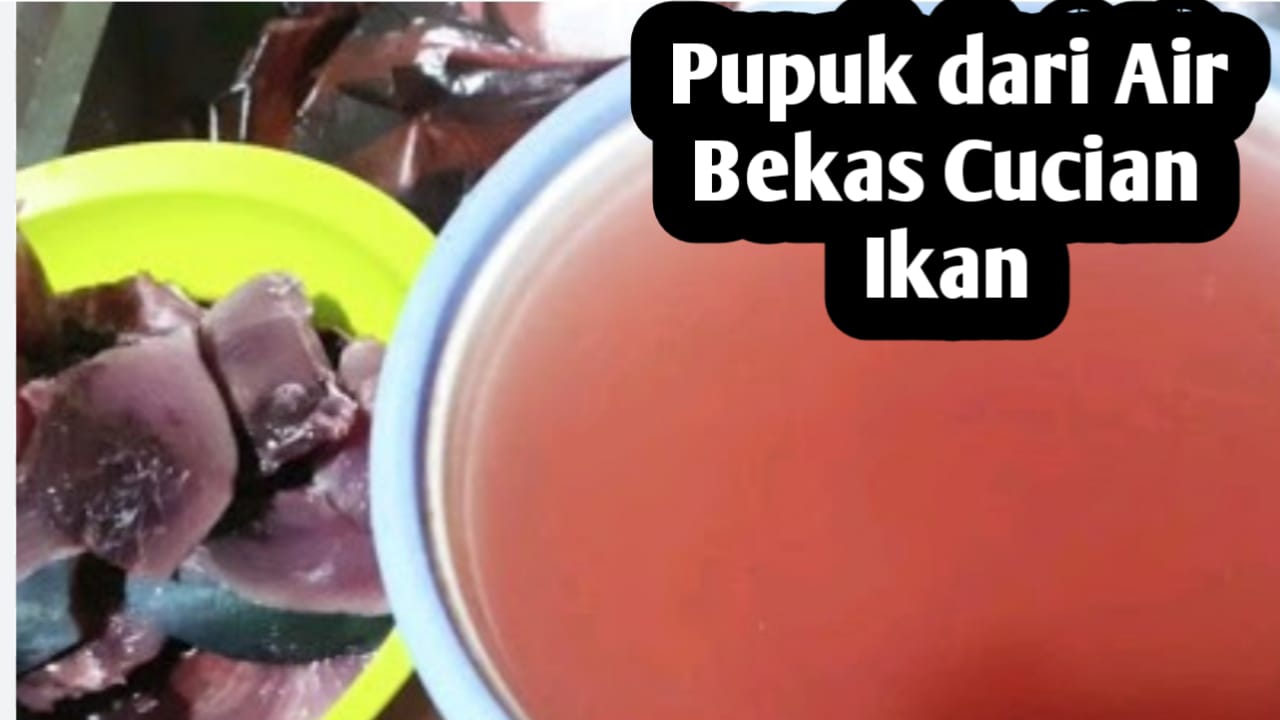 Air Bekas Cucian Ikan Bisa Dijadikan Pupuk Tanaman, Kaya Nitrogen dan Ramah Lingkungan