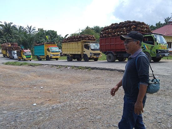 PENGUMUMAN! 11 Pabrik Sawit di Bengkulu Tutup Mulai Tanggal Segini