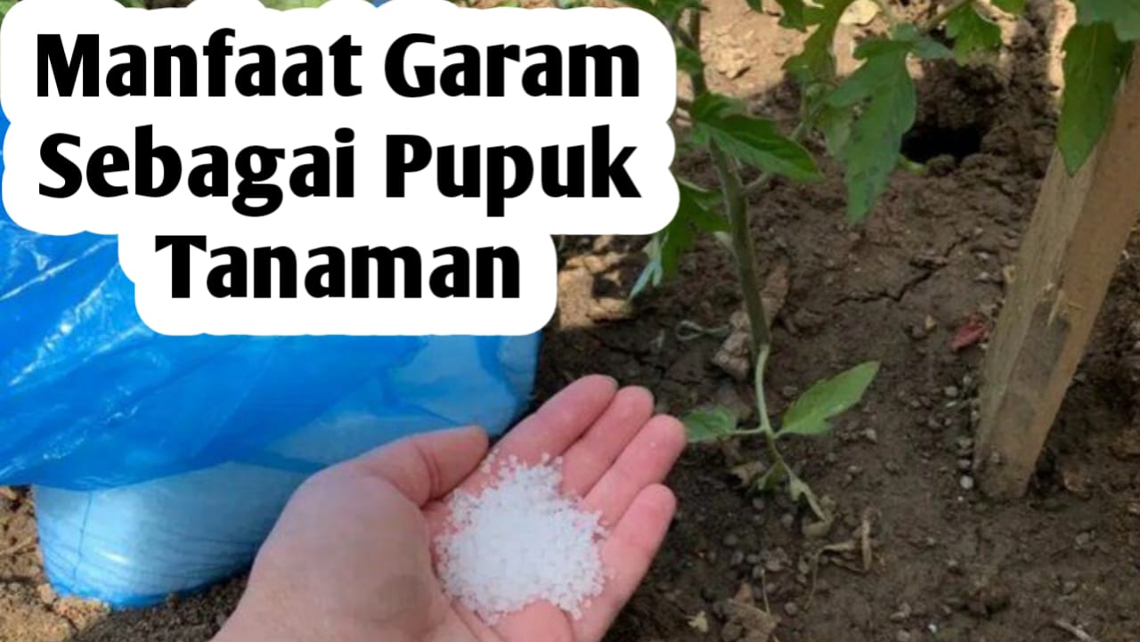 10 Manfaat Menggunakan Garam sebagai Pupuk Tanaman untuk Meningkatkan Produksi Pertanian